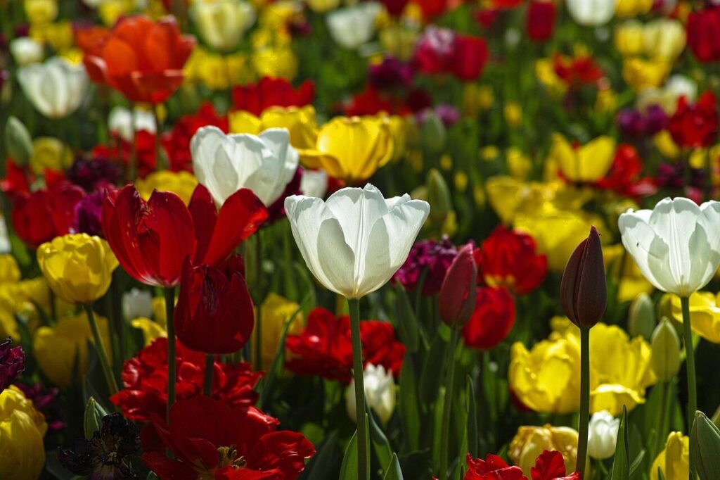 tulips, flower background, flowers, colorful, tulip flowers, bloom, beautiful flowers, blossom, flower wallpaper, flora, floriculture, horticulture, botany, nature, plants, garden, flower garden, tulip garden, colorful flowers