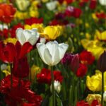 tulips, flower background, flowers, colorful, tulip flowers, bloom, beautiful flowers, blossom, flower wallpaper, flora, floriculture, horticulture, botany, nature, plants, garden, flower garden, tulip garden, colorful flowers